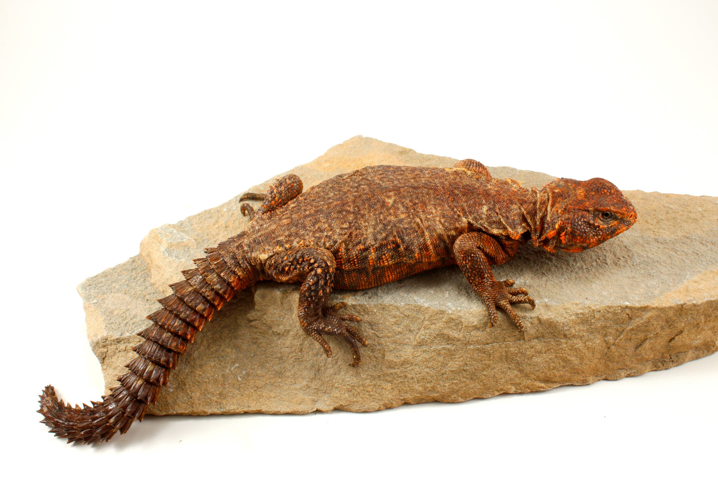 Nigerian Uromastyx - Orange