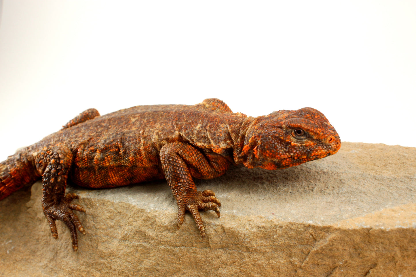 Nigerian Uromastyx - Orange