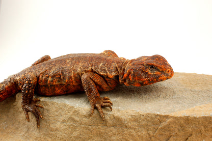 Nigerian Uromastyx - Orange