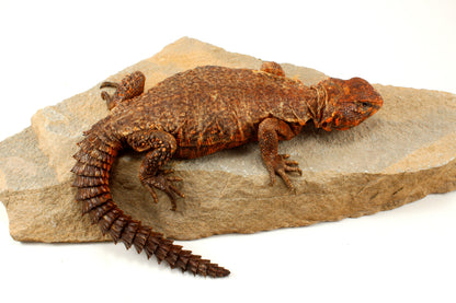 Nigerian Uromastyx - Orange