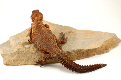 Nigerian Uromastyx - Orange