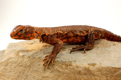 Nigerian Uromastyx - Orange