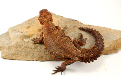 Nigerian Uromastyx - Orange