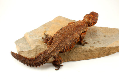 Nigerian Uromastyx - Orange