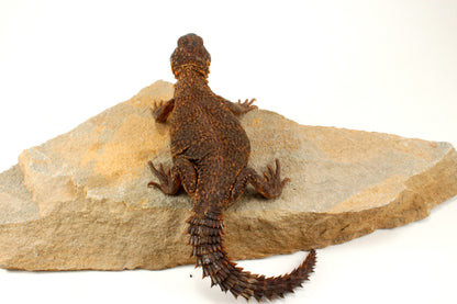 Nigerian Uromastyx - Orange