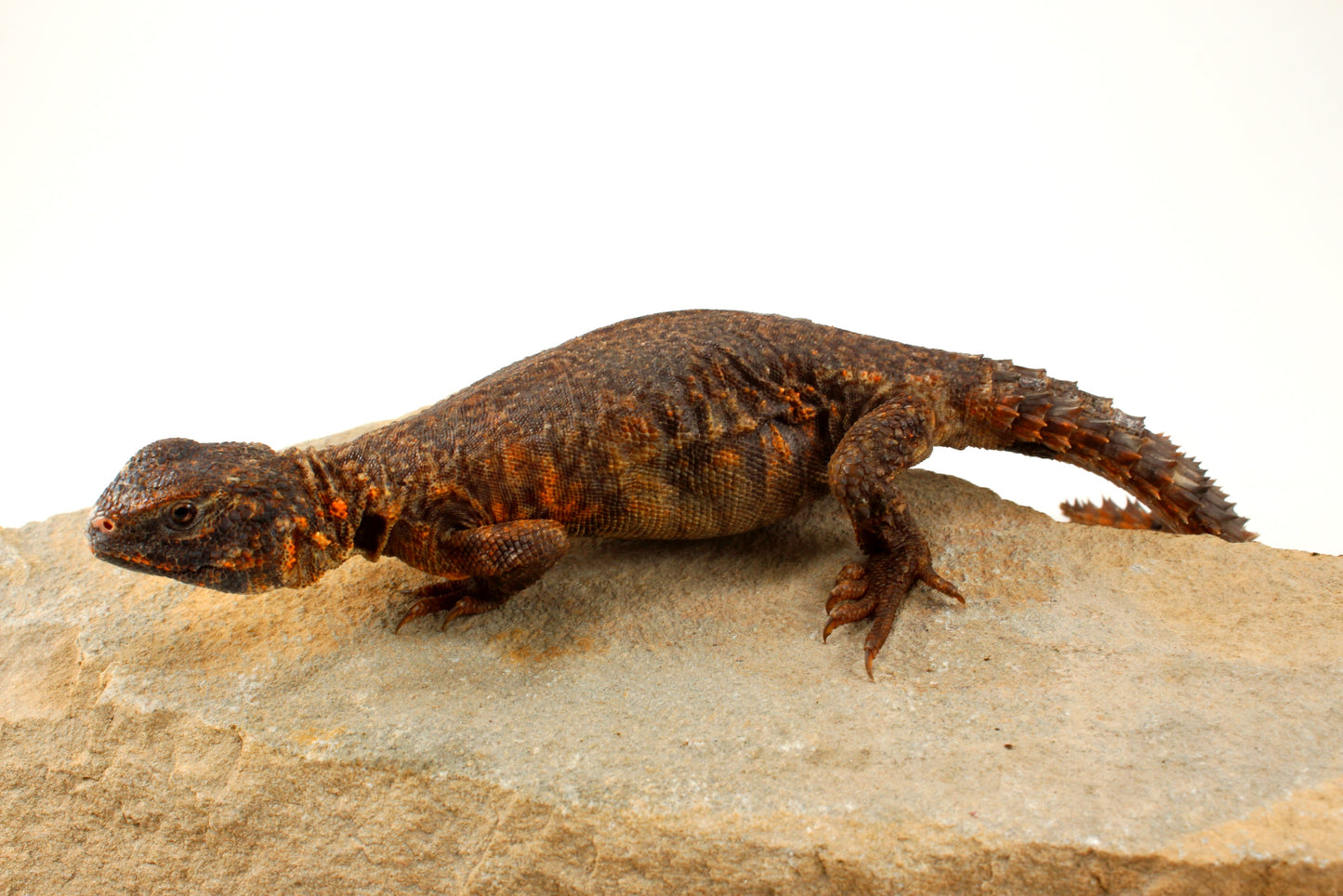 Nigerian Uromastyx - Orange