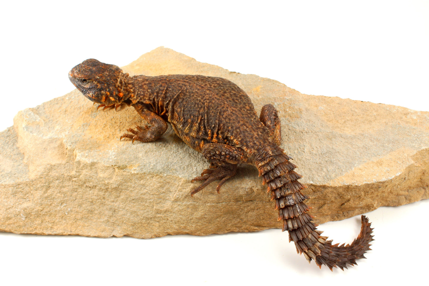 Nigerian Uromastyx - Orange