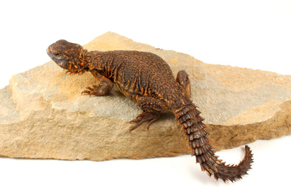 Nigerian Uromastyx - Orange