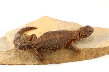 Nigerian Uromastyx - Orange