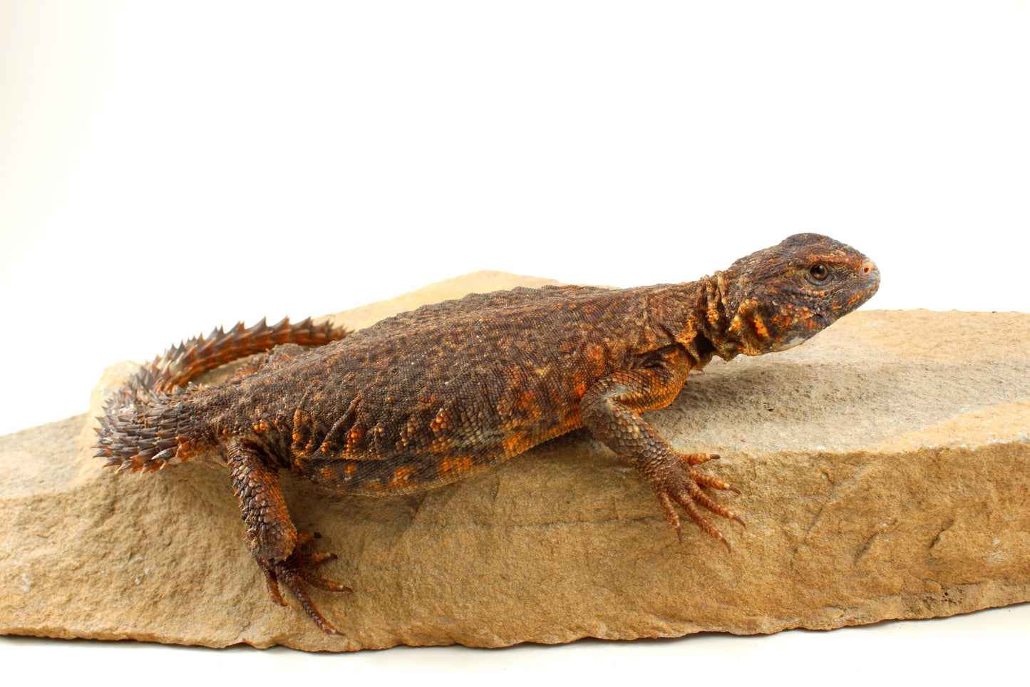 Nigerian Uromastyx - Orange