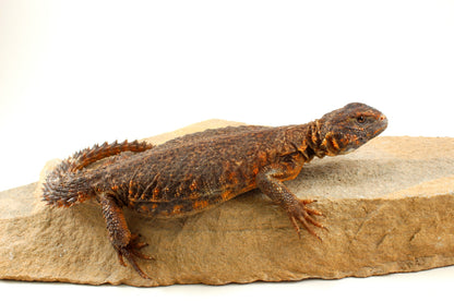 Nigerian Uromastyx - Orange