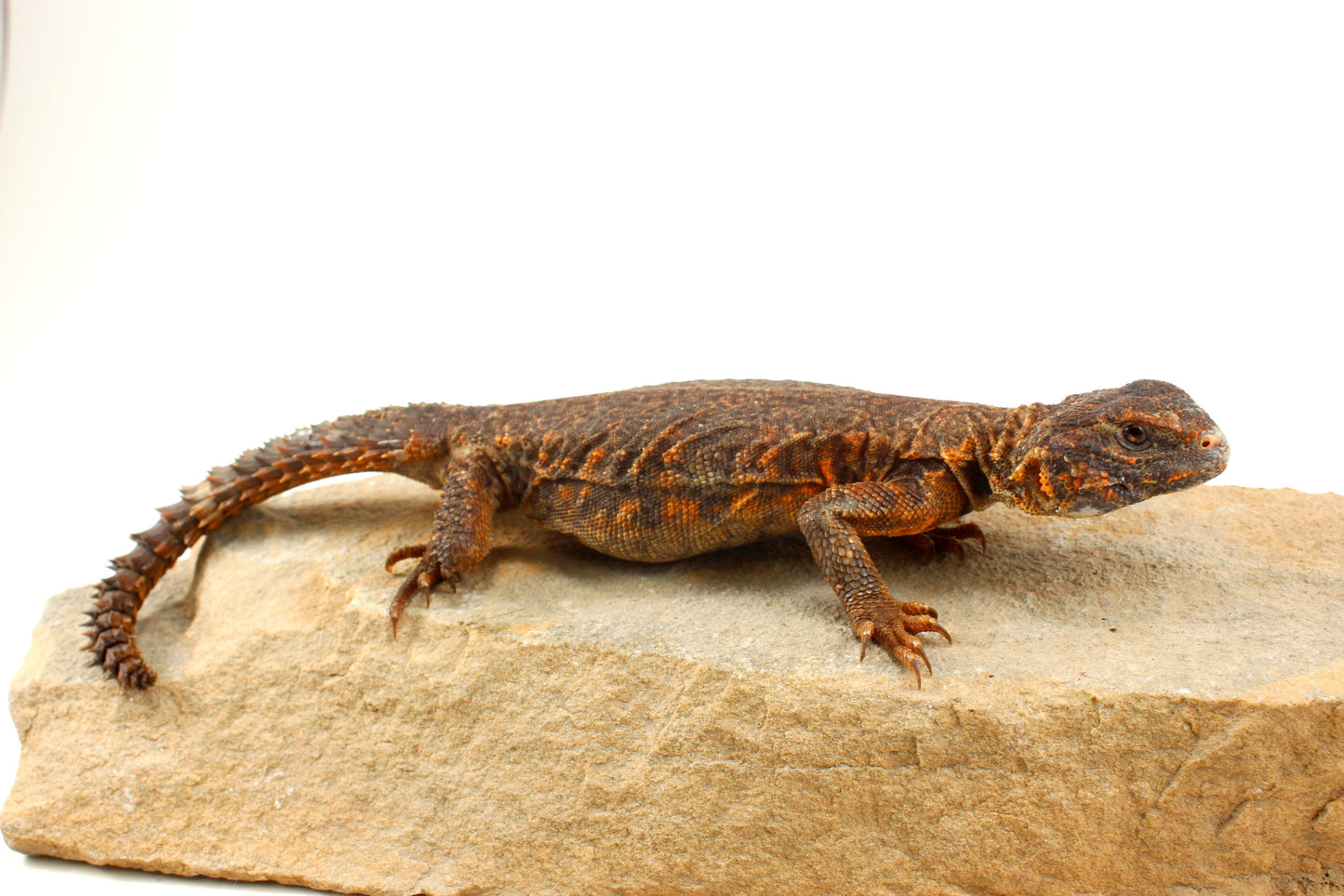 Nigerian Uromastyx - Orange