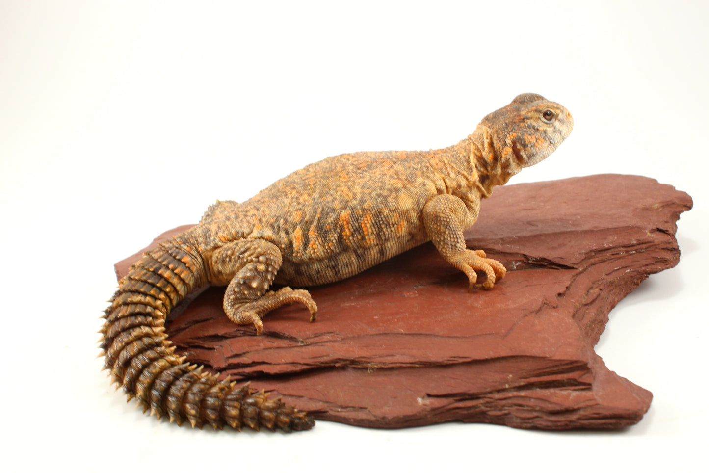 Nigerian Uromastyx - Hypo Orange