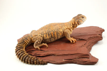 Nigerian Uromastyx - Hypo Orange