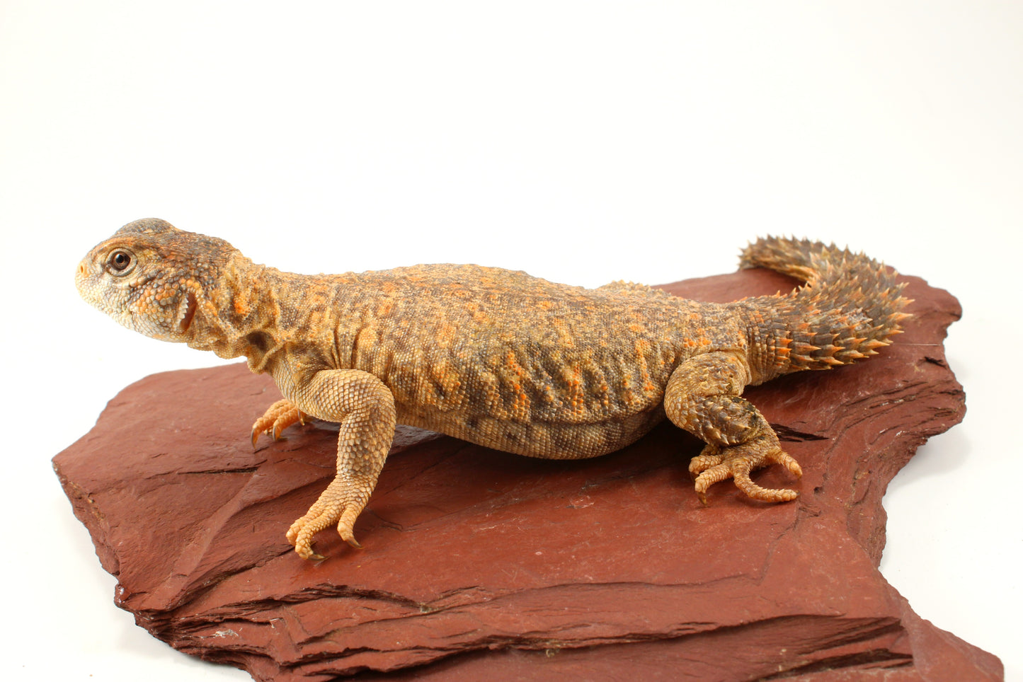 Nigerian Uromastyx - Hypo Orange