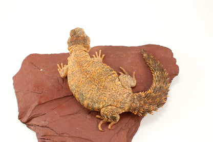 Nigerian Uromastyx - Hypo Orange