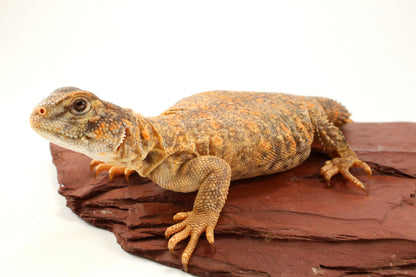 Nigerian Uromastyx - Hypo Orange
