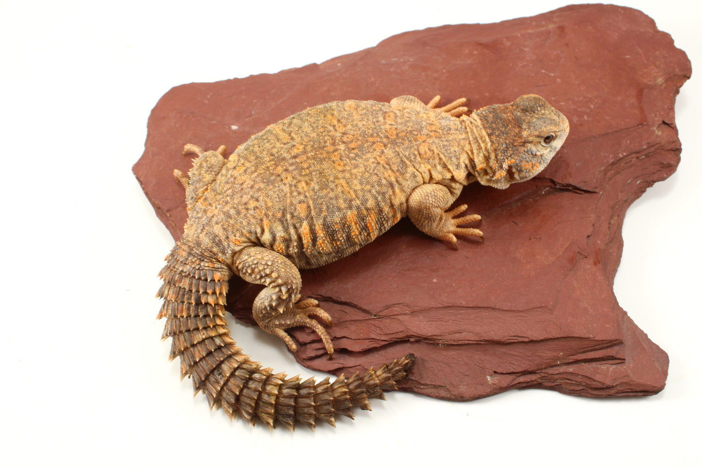Nigerian Uromastyx - Hypo Orange