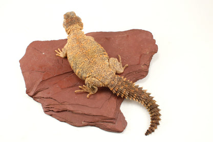 Nigerian Uromastyx - Hypo Orange