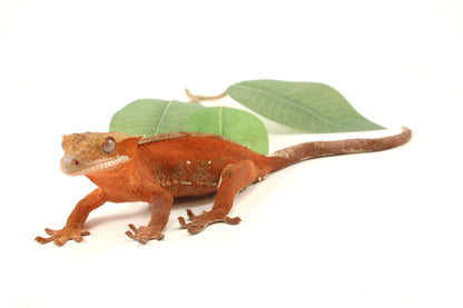 Red Phantom Dalmatian Crested Gecko