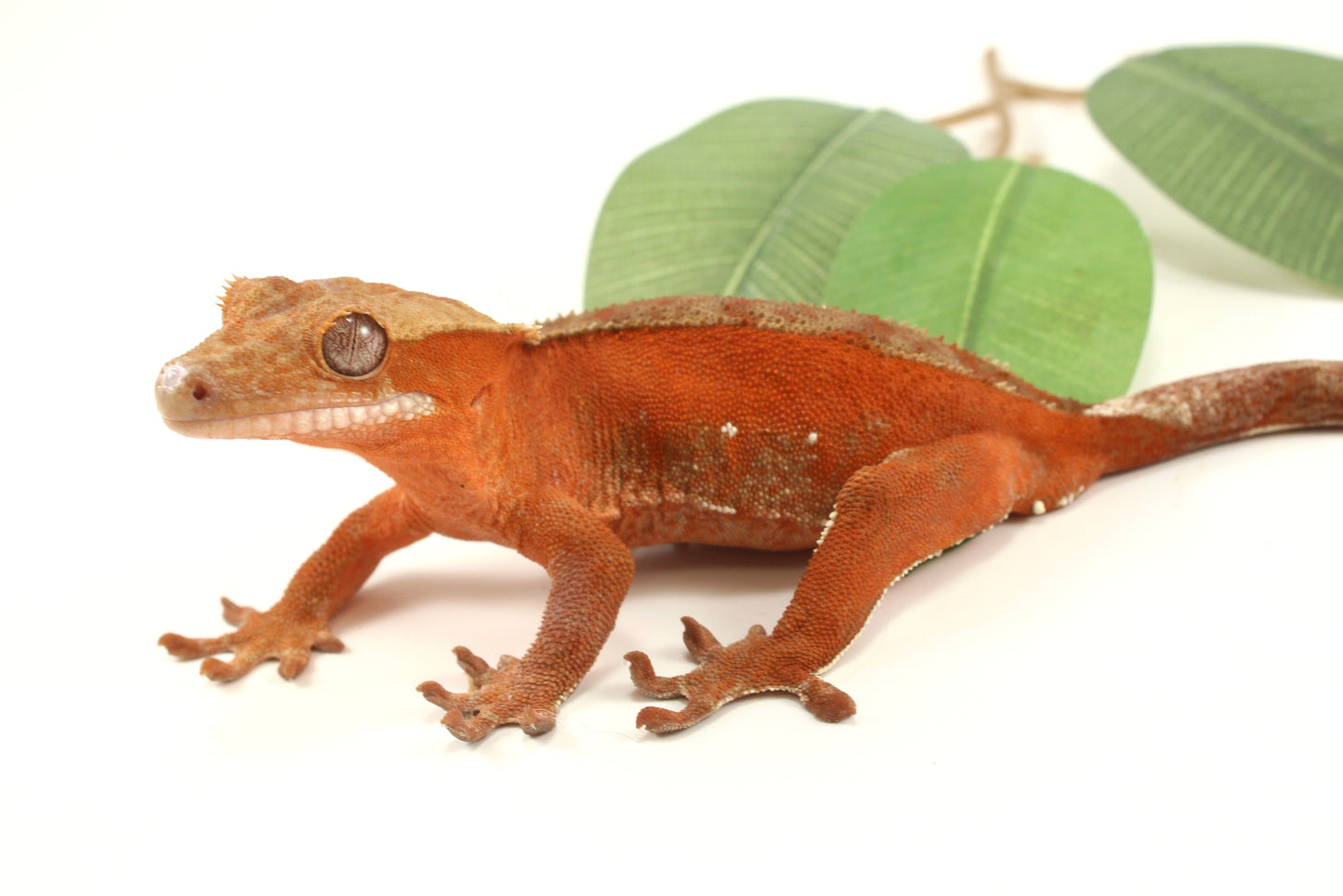 Red Phantom Dalmatian Crested Gecko