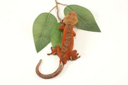 Red Phantom Dalmatian Crested Gecko