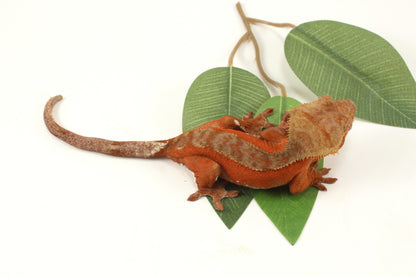Red Phantom Dalmatian Crested Gecko
