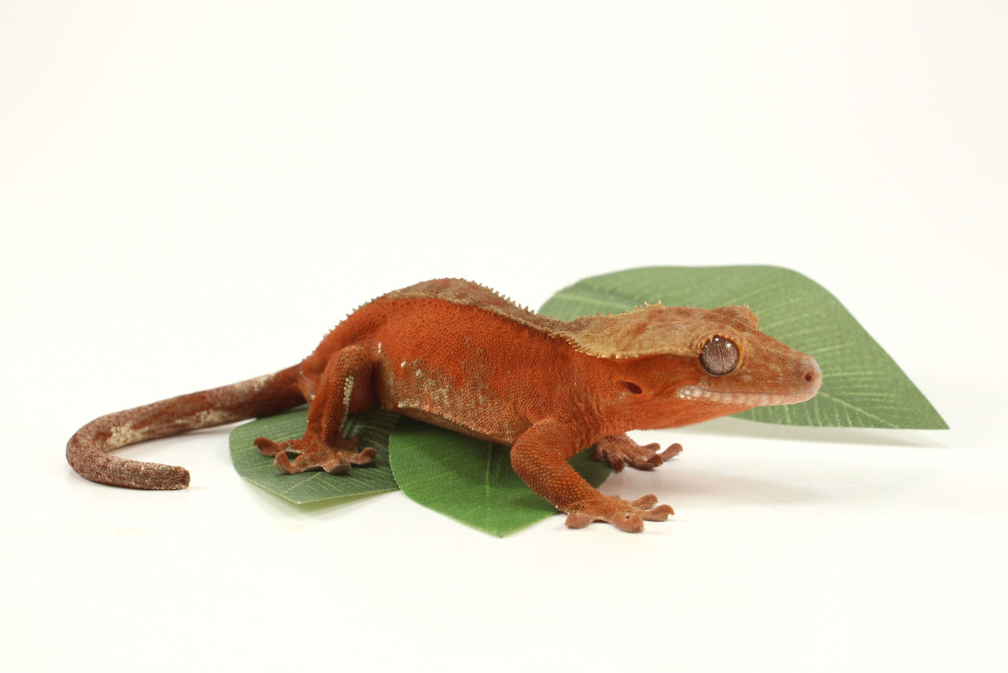 Red Phantom Dalmatian Crested Gecko