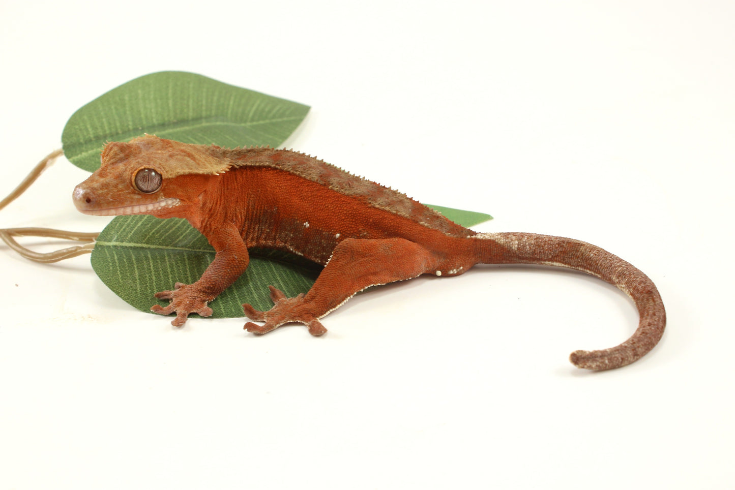 Red Phantom Dalmatian Crested Gecko