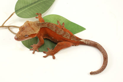 Red Phantom Dalmatian Crested Gecko