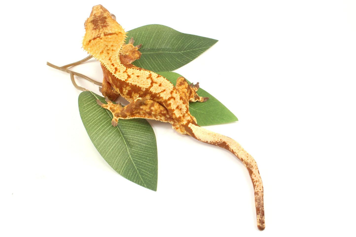 Red Extreme Harlequin Crested Gecko