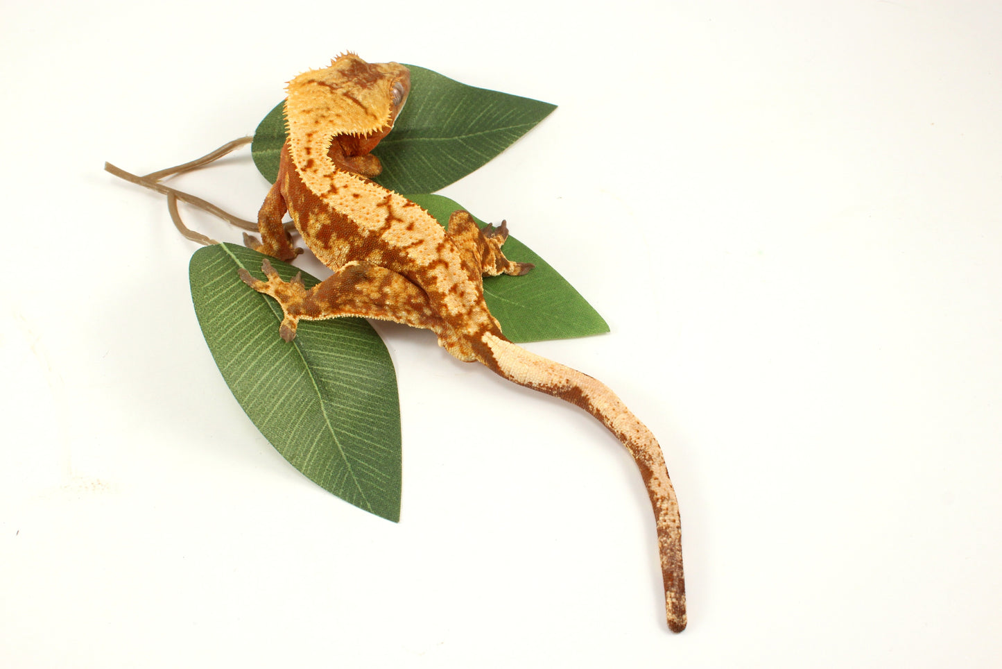 Red Extreme Harlequin Crested Gecko