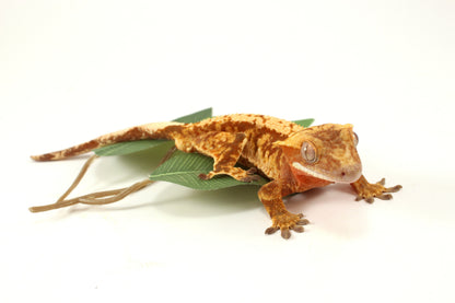 Red Extreme Harlequin Crested Gecko