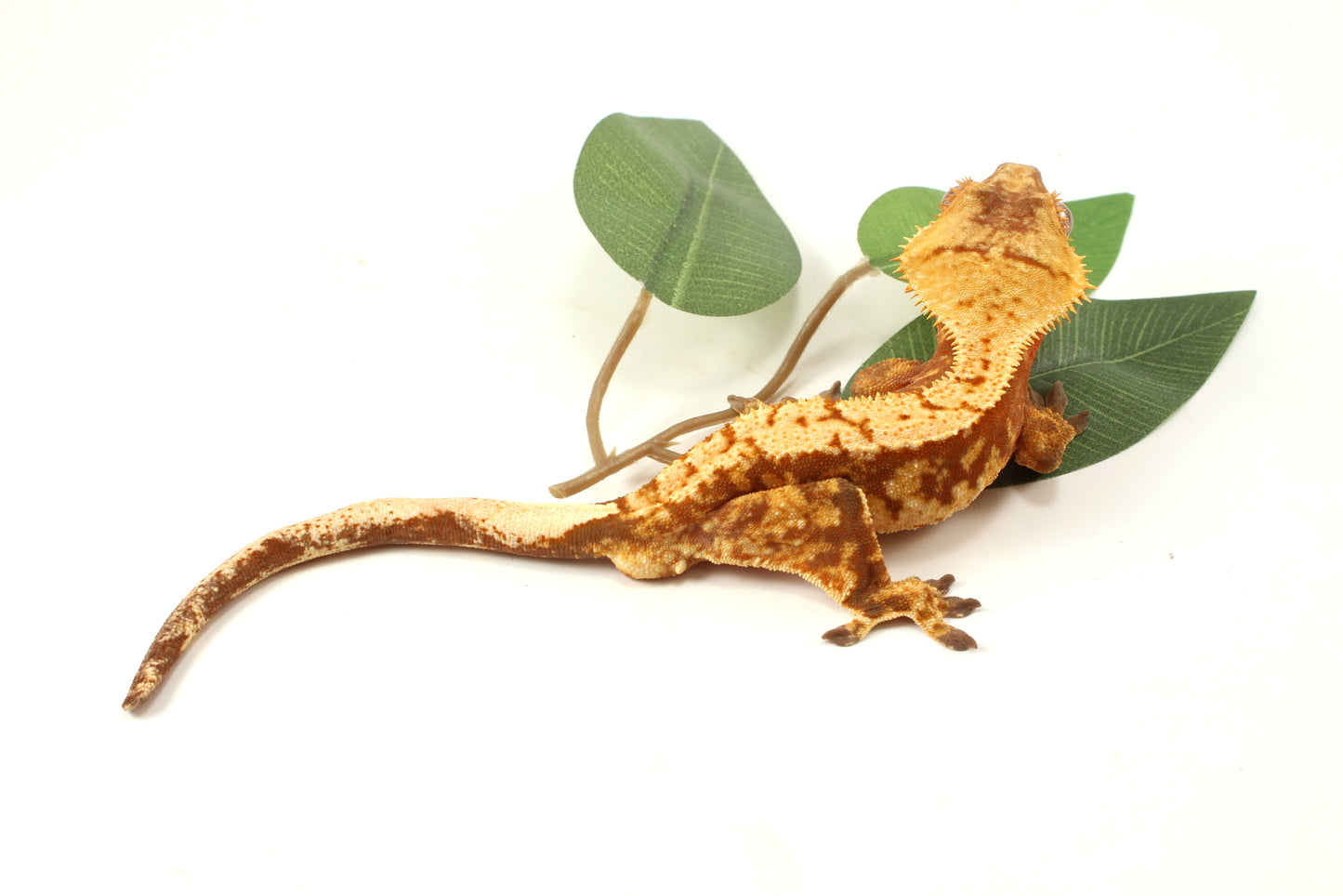 Red Extreme Harlequin Crested Gecko