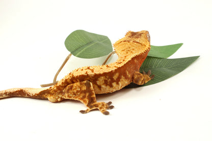 Red Extreme Harlequin Crested Gecko