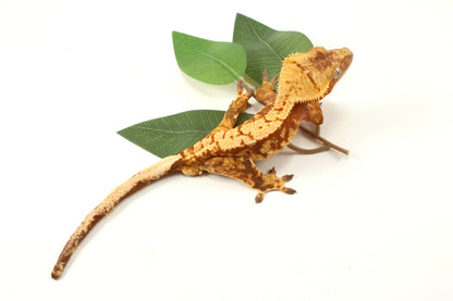 Red Extreme Harlequin Crested Gecko