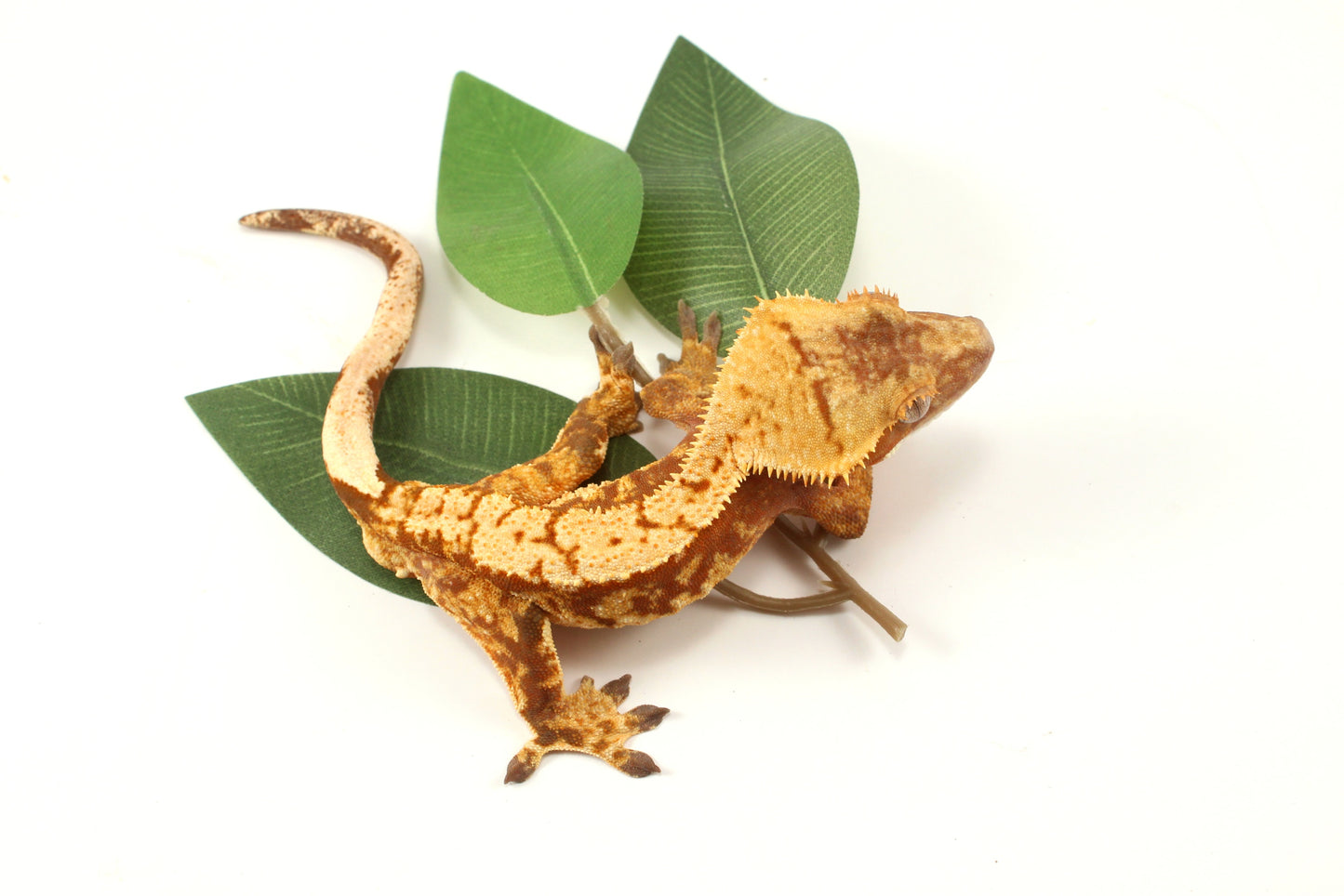 Red Extreme Harlequin Crested Gecko