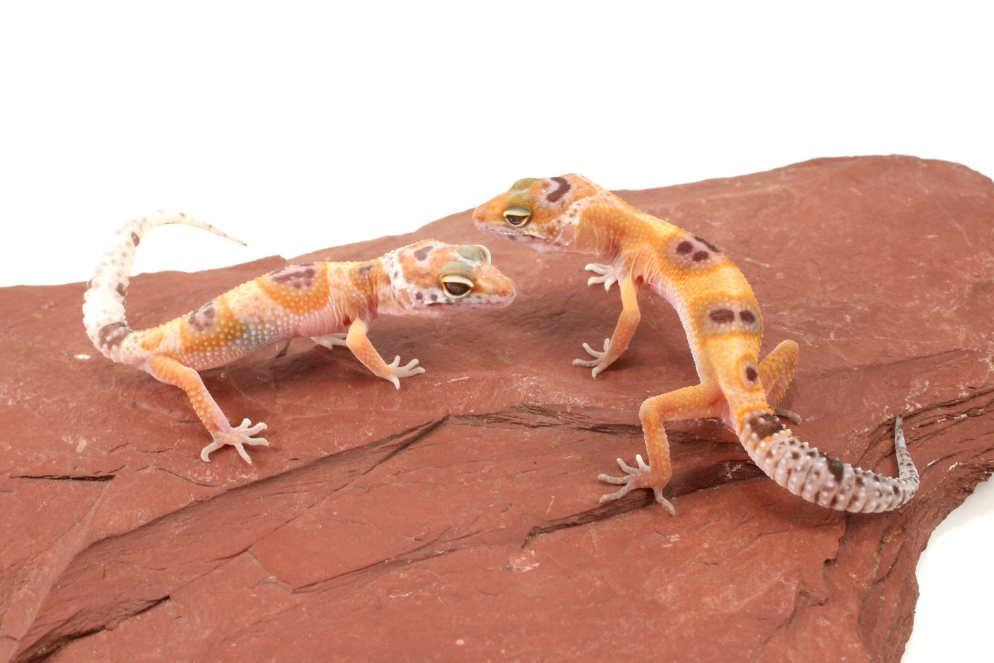 Albino Clown Leopard Gecko