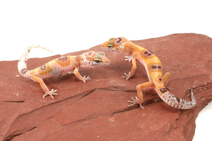 Albino Clown Leopard Gecko