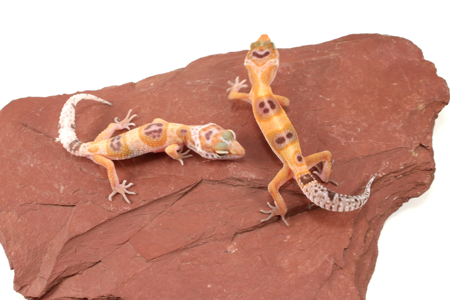 Albino Clown Leopard Gecko