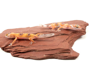 Albino Clown Leopard Gecko