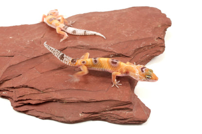 Albino Clown Leopard Gecko