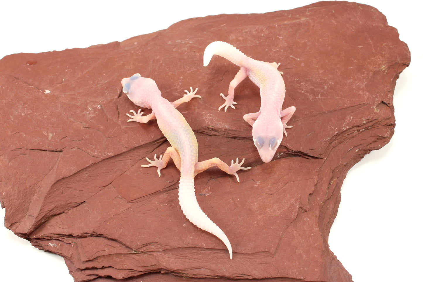 Blazing Blizzard Leopard Gecko