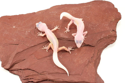 Blazing Blizzard Leopard Gecko