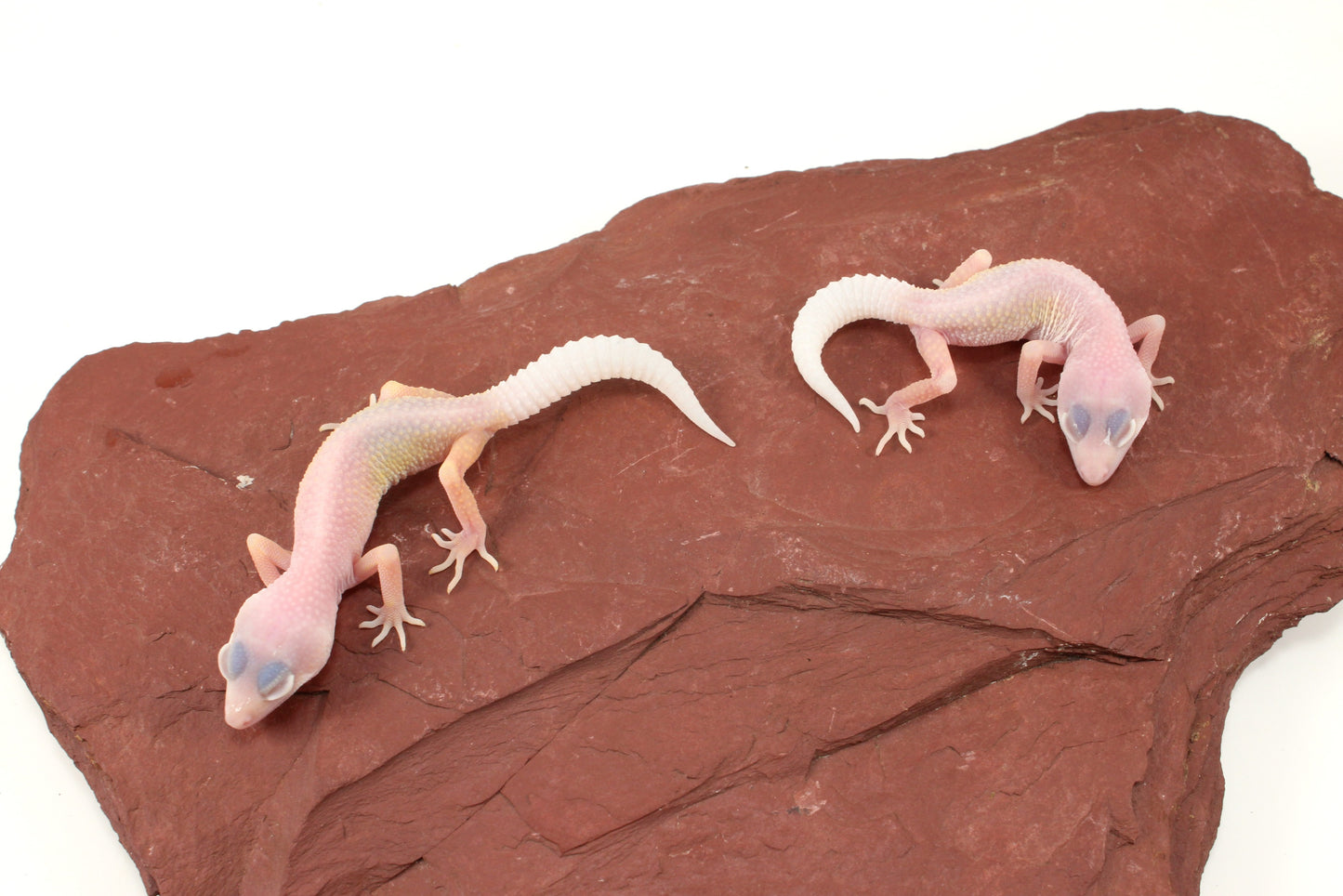 Blazing Blizzard Leopard Gecko