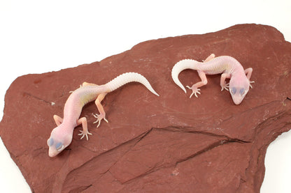 Blazing Blizzard Leopard Gecko