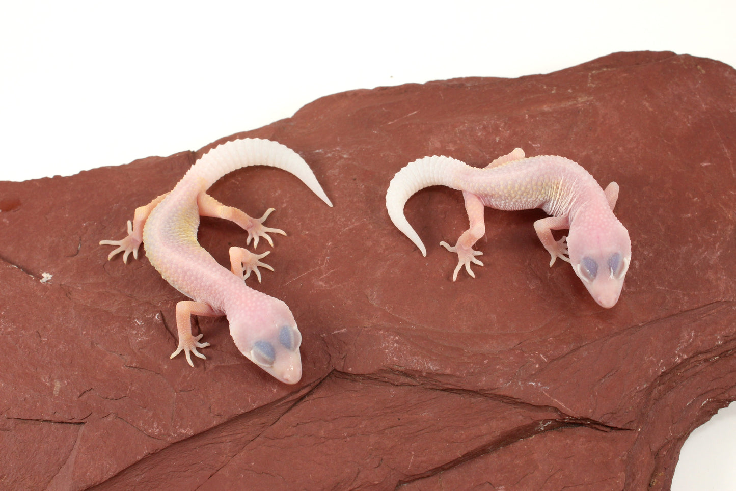 Blazing Blizzard Leopard Gecko