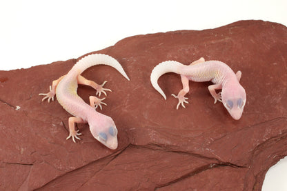 Blazing Blizzard Leopard Gecko