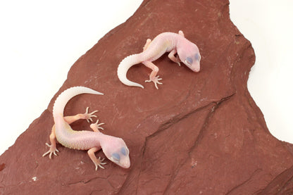 Blazing Blizzard Leopard Gecko