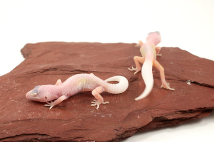 Blazing Blizzard Leopard Gecko